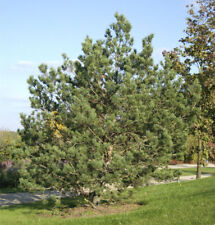 Waldkiefer 100 125cm gebraucht kaufen  Bad Zwischenahn