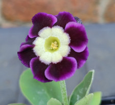 Primula auricula harlequin for sale  SHEFFIELD