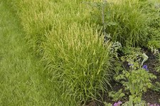 Carex muskingumensis palmwedel gebraucht kaufen  Westerstede