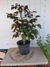 Bonsai blutbuche rohling gebraucht kaufen Bonsai blutbuche rohling gebraucht kaufen  Bad Nenndorf