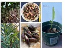 Live myoga ginger for sale  Montgomery