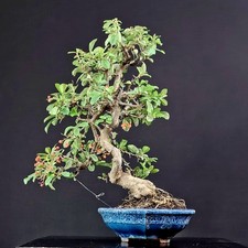 Piracanta bonsai. pyracantha usato  Cison di Valmarino