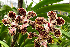 Vanda lombokensis for sale  Shipping to Ireland