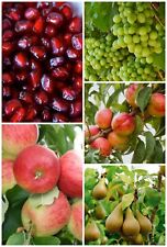 Fruit seeds pack for sale  DUDLEY