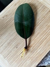 gummibaum gebraucht kaufen gummibaum gebraucht kaufen Bad Wiessee