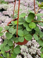 Rare live peperomia for sale  Escondido