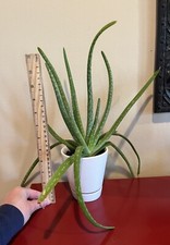 Large 12in aloe for sale  Alexandria