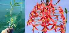 Epidendrum macrocarpum orchid� d'occasion  Fumel