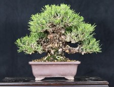 Japanese black pine for sale  Montgomery