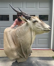 Massive vintage african for sale  Port Matilda