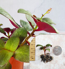 Crassula multicava bleeding for sale  FAKENHAM