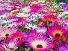 8001 ice plant for sale  Wichita
