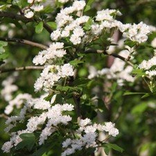Plena hawthorn may for sale  LONDON