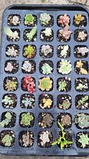 Indoor succulent plants for sale  LONDON