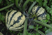 Squash seeds huge for sale  SALISBURY