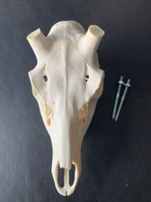 H32 schädel rothirsch gebraucht kaufen  Coesfeld