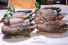 Avian topflight mallards for sale  East Bernstadt