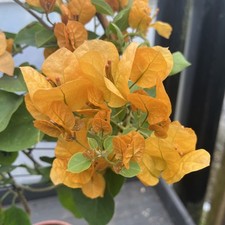 Bougainvillea yellow 60cm for sale  HELSTON