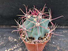 Ferocactus emoryi vivaio usato  Massafra