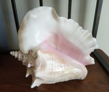 Large queen conch for sale  Riverside
