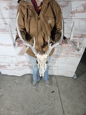 Wild point whitetail for sale  Knoxville