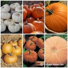 Pumpkin mixed pack for sale  WOODBRIDGE