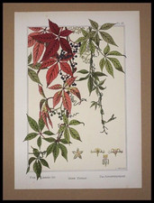 Grasset eugène vigne d'occasion  Saint-Ouen