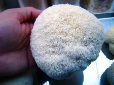 Lion mane mushroom d'occasion  Expédié en Belgium