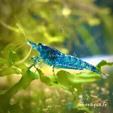 Lot crevettes blue d'occasion  Rennes-