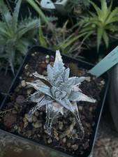 Encholirium agavoides rare d'occasion  Toulouse-