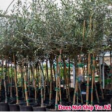 Arbequina olive tree for sale  Miami