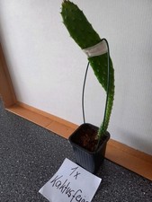 Kaktusfeige drachenfrucht pfla gebraucht kaufen  Stutensee