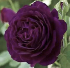 Deep purple plum for sale  BIRMINGHAM