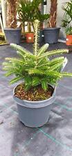 Abies koreana koreanische gebraucht kaufen  Nordkirchen