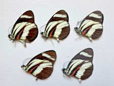 Butterflies a1 for sale  Delray Beach