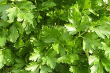 Organic parsley giant for sale  Milford