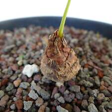 Cycas chevalieri rao usato  Napoli