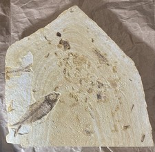 Fossil fish plate for sale  Monterey