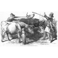 London cattle drovers for sale  GLASGOW