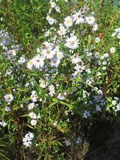 Plant aster fleurs d'occasion  Hommarting