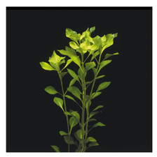 Ludwigia vert plante d'occasion  Krautergersheim