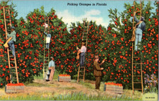 Cartão postal antigo de trabalhadores da colheita de citrinos da Flórida escadas árvores frutíferas, usado comprar usado  Enviando para Brazil
