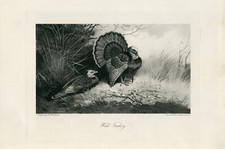 Wild turkey vintage for sale  PLYMOUTH