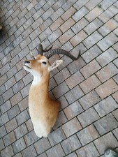 Impala antilope afrika gebraucht kaufen  Bad Soden-Salmünster