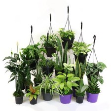 House plant bundle for sale  Lakewood