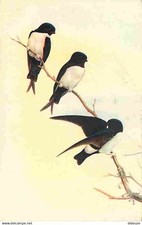 Animaux oiseaux delichon d'occasion  Fruges
