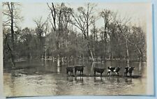 Heard cattle crossing for sale  Ortonville