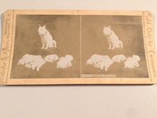 Dog stereoview photo for sale  Marlborough