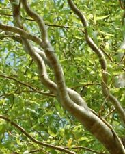 Curl willow trees for sale  NAIRN