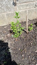 Trees years cornelian for sale  CHICHESTER